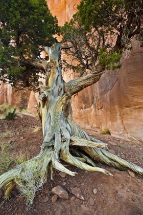 Picture of UT, MONUMENT VALLEY JUNIPER TREE IN BARREN LAND