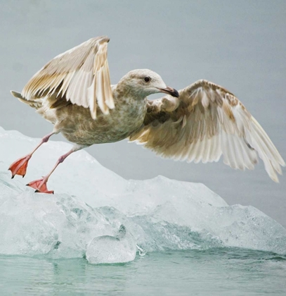 Picture of AK, INSIDE PASSAGEGULL TAKING OFF FROM ICE FLOE