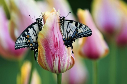 Picture of TWO EASTERN TIGER SWALLOWTAIL BUTTERFLY ON TULIP