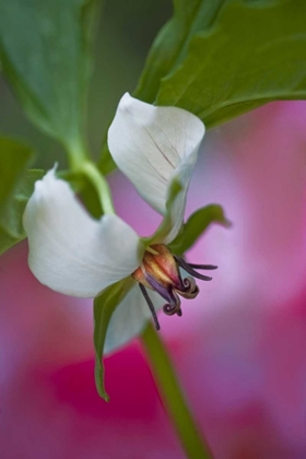 Picture of NC, GREAT SMOKY MTS A SOUTHERN NODDING TRILLIUM