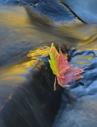 Picture of NY, ADIRONDACK MTS MAPLE LEAF FLOATS DOWNSTREAM