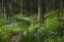 Picture of PA, CEDAR CREEK TRAIL THROUGH FLOWERS AND TREES