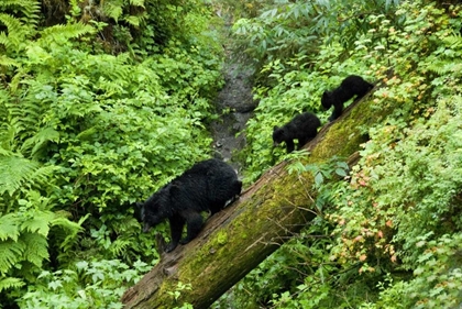 Picture of USA, ALASKA BLACK BEAR CUBS FOLLOW MOTHER ON LOG