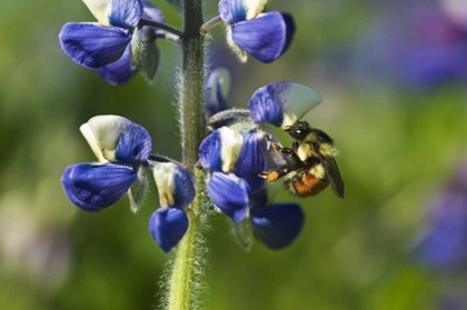 Picture of USA, ALASKA, INSIDE PASSAGE BEE ON LUPINE FLOWER