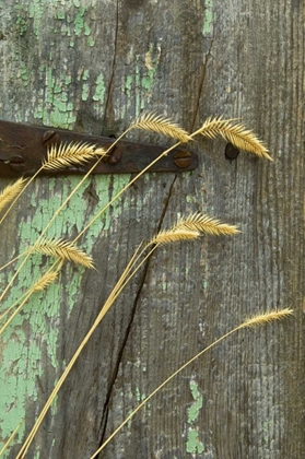 Picture of USA, MONTANA GRASSES ON OLD FENCE OF A HOMESTEAD