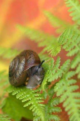Picture of USA, NEW YORK, ADIRONDACKS, SNAIL ON FERN IN FALL
