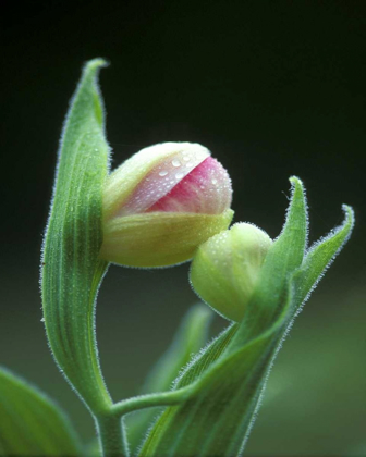 Picture of USA, PENNSYLVANIA CLOSE-UP OF FLOWER BUD OPENING