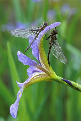 Picture of USA, PENNSYLVANIA TWO DRAGONFLIES ON IRIS FLOWER