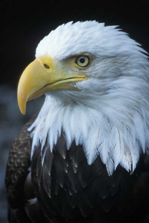 Picture of ALASKA, INSIDE PASSAGE ADULT BALD EAGLE PORTRAIT