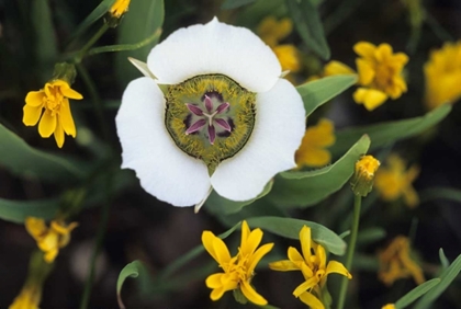 Picture of COLORADO MARIPOSA TULIP AND MOUNTAIN WILDFLOWERS