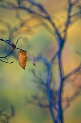 Picture of MAINE, ACADIA NP AUTUMN LEAVES AND TREE ABSTRACT