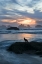 Picture of OREGON, BANDON BEACH SEAGULL ON ROCK AT TWILIGHT