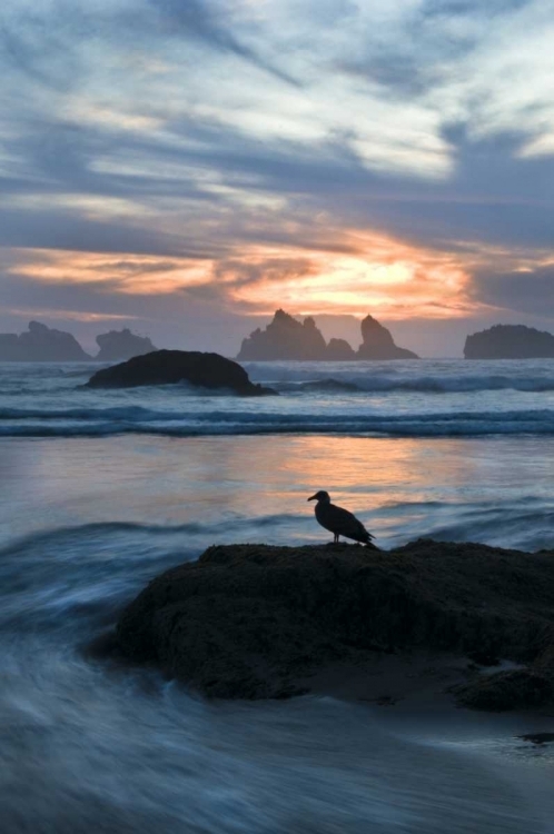 Picture of OREGON, BANDON BEACH SEAGULL ON ROCK AT TWILIGHT