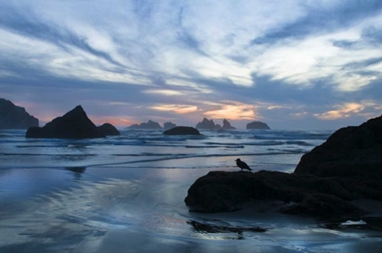 Picture of OREGON, BANDON BEACH SEAGULL ON ROCK AT TWILIGHT