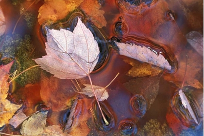 Picture of NORTHEAST, FALL LEAVES IN PUDDLE WITH REFLECTIONS