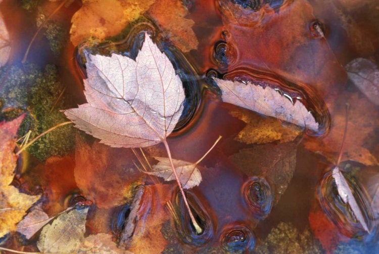 Picture of NORTHEAST, FALL LEAVES IN PUDDLE WITH REFLECTIONS