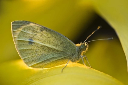 Picture of OHIO SULPHUR BUTTERFLY ON YELLOW DAFFODIL FLOWER