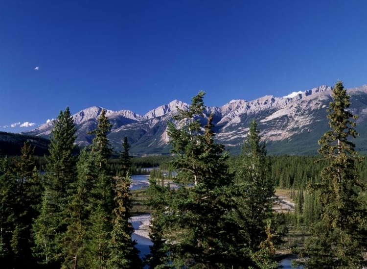 Picture of CANADA, ALBERTA, JASPER NP