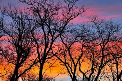 Picture of CANADA, MANITOBA TREES AT SUNRISE