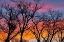 Picture of CANADA, MANITOBA TREES AT SUNRISE