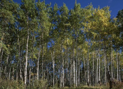 Picture of CANADA, SASKATCHEWAN, ASPEN FOREST