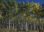 Picture of CANADA, SASKATCHEWAN, ASPEN FOREST