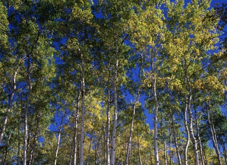 Picture of CANADA, SASKATCHEWAN, ASPEN FOREST