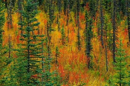 Picture of CANADA, ALBERTA AUTUMN IN A MEADOW