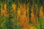 Picture of CANADA, ALBERTA AUTUMN IN A MEADOW