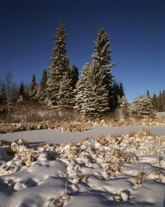 Picture of CANADA, MANITOBA, RIDING MOUNTAIN NP