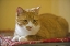 Picture of CANADA, MANITOBA, WINNIPEG HOUSE CAT