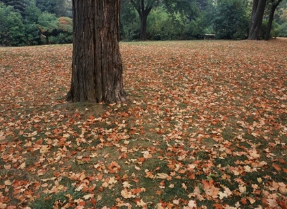 Picture of CANADA, ONTARIO, KITCHENER, URBAN PARK