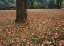 Picture of CANADA, ONTARIO, KITCHENER, URBAN PARK