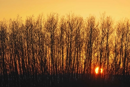 Picture of CANADA, MELFORT ASPEN TREES AT SUNSET