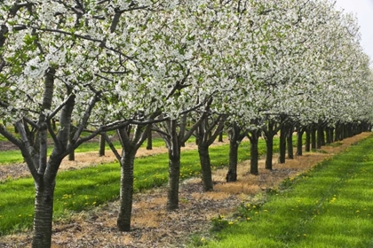 Picture of CANADA, ONTARIO APPLE ORCHARD IN BLOOM