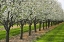 Picture of CANADA, ONTARIO APPLE ORCHARD IN BLOOM