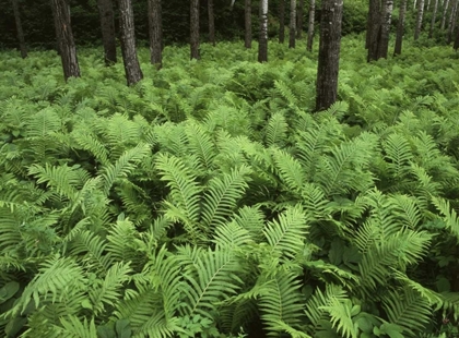 Picture of CANADA, BIRCH RIVER, FERNS IN THE FOREST