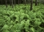 Picture of CANADA, BIRCH RIVER, FERNS IN THE FOREST
