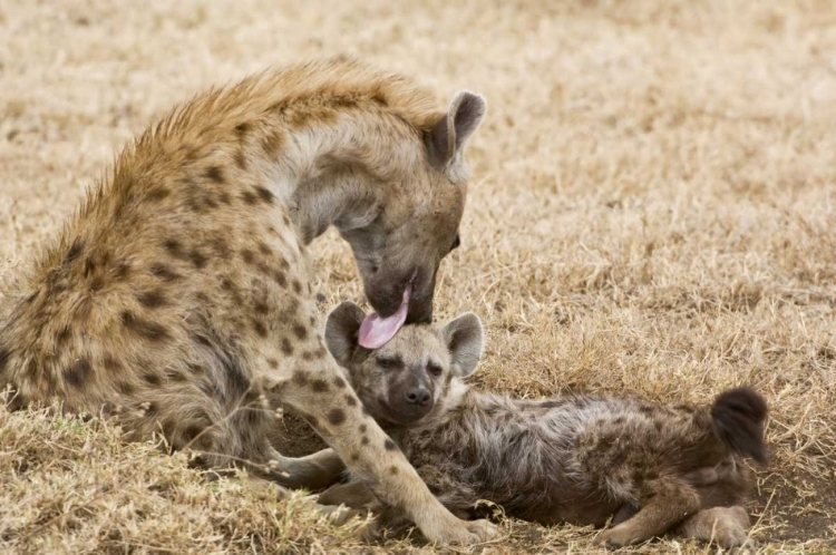 Picture of TANZANIA, NGORONGORO SPOTTED HYENA LICKING BABY