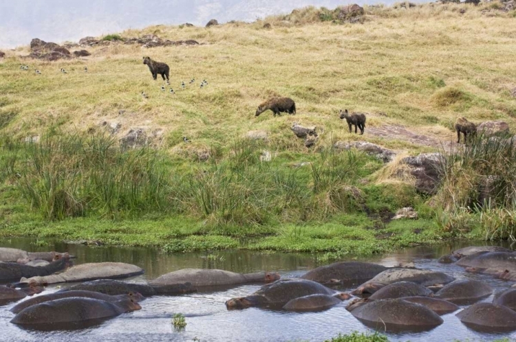 Picture of TANZANIA, NGORONGORO HIPPOS IN POOL WITH HYENAS