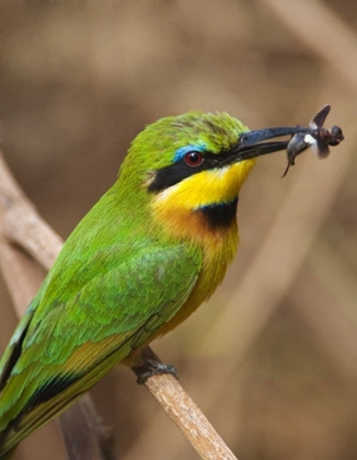 Picture of TANZANIA, LAKE MANYARA NP BEE-EATER ON A BRANCH