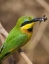 Picture of TANZANIA, LAKE MANYARA NP BEE-EATER ON A BRANCH