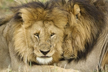 Picture of KENYA, MASAI MARA TWO LIONS RESTING FACE TO FACE