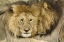 Picture of KENYA, MASAI MARA TWO LIONS RESTING FACE TO FACE