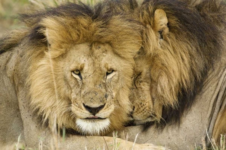 Picture of KENYA, MASAI MARA TWO LIONS RESTING FACE TO FACE