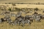 Picture of KENYA, MASAI MARA ZEBRAS AND WILDEBEESTS GRAZING