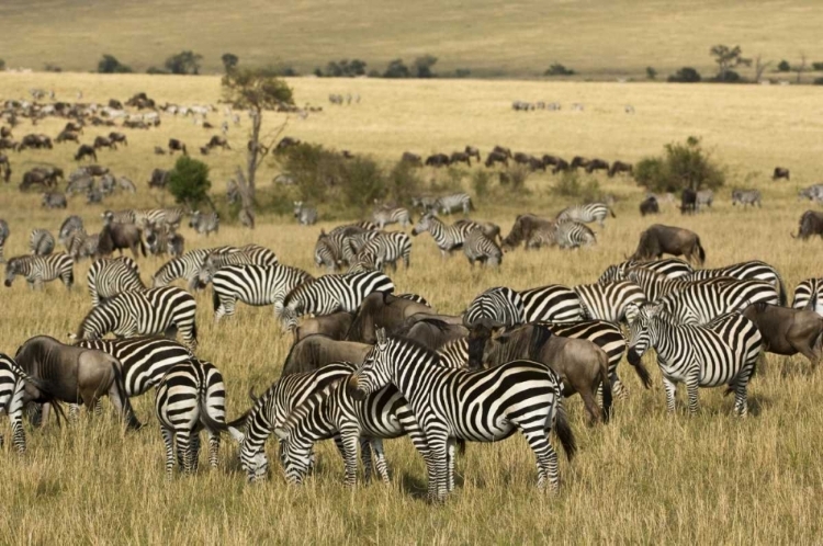 Picture of KENYA, MASAI MARA ZEBRAS AND WILDEBEESTS GRAZING