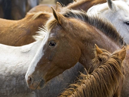 Picture of WASHINGTON, MALAGA, HORSE IN CORRAL AFTER ROUNDUP