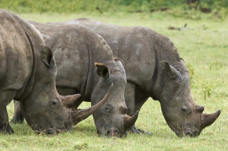 Picture of KENYA, LAKE NAKURU NP WHITE RHINOCEROSES GRAZING