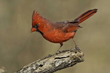 Picture of TEXAS NORTHERN CARDINAL ON BRANCH